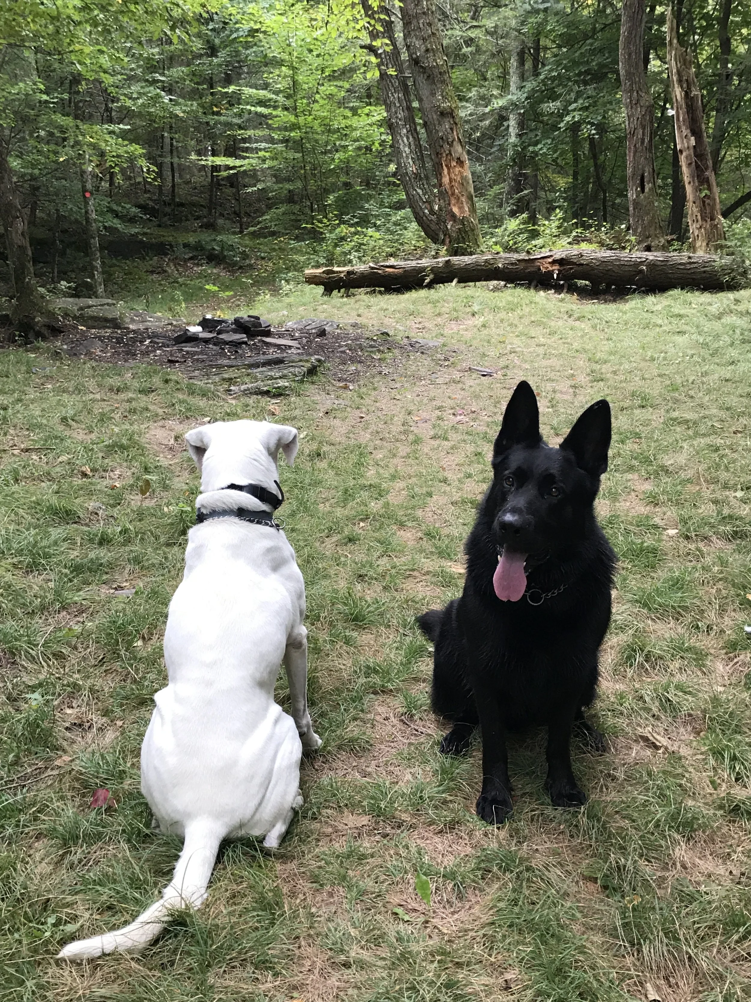 warrens dog and hunting supplies