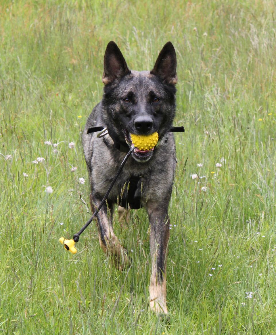 kyle_warren_dogs_search_and_rescue_K9_training1_preview.jpeg