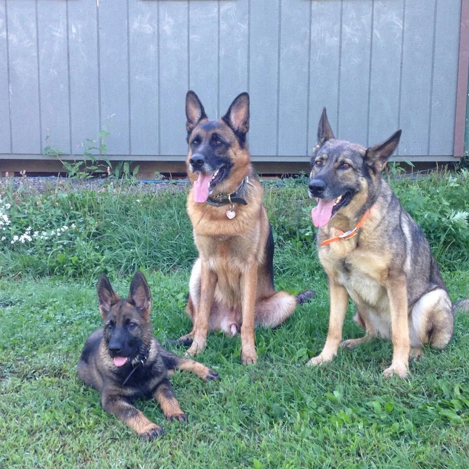 kyle_warren_dogs_rehab_dog_aggression_preview.jpeg