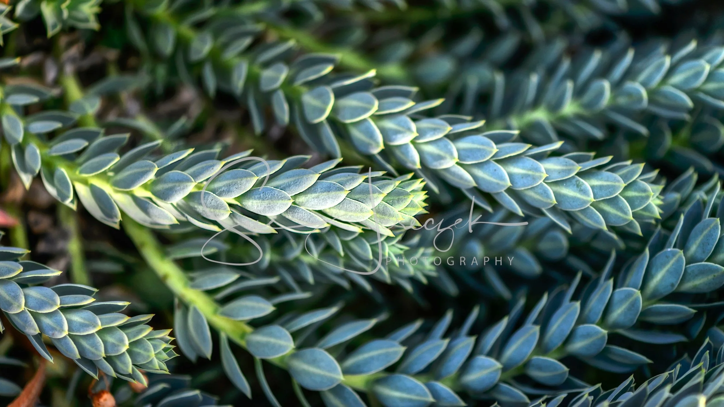 SDJ_3128_HDR - 2017-12-30 at 16-17-47.jpg