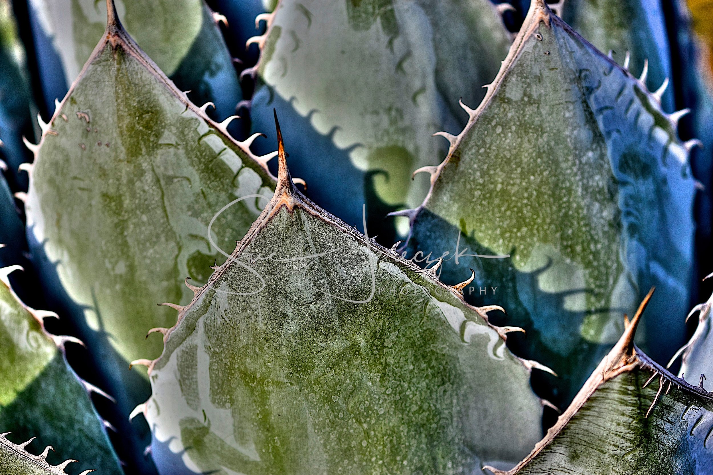 SDJ_3083_HDR - 2017-12-30 at 16-06-51.jpg