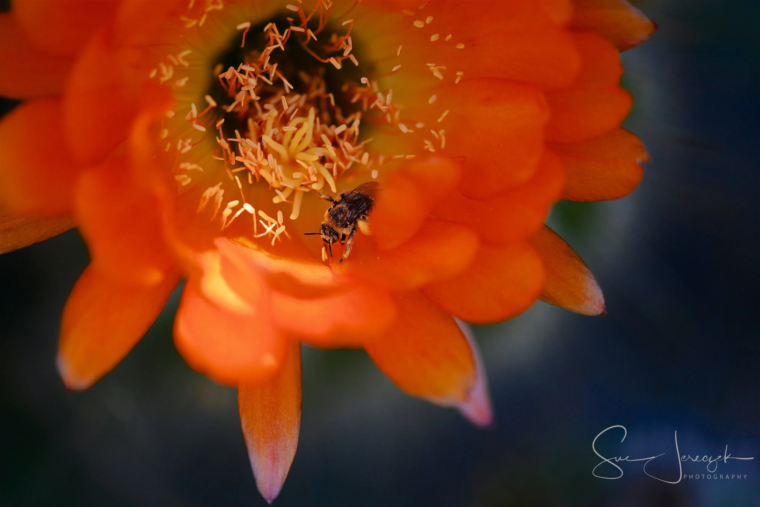 SDJ_6174 - 2018-06-15 at 11-19-43.jpg