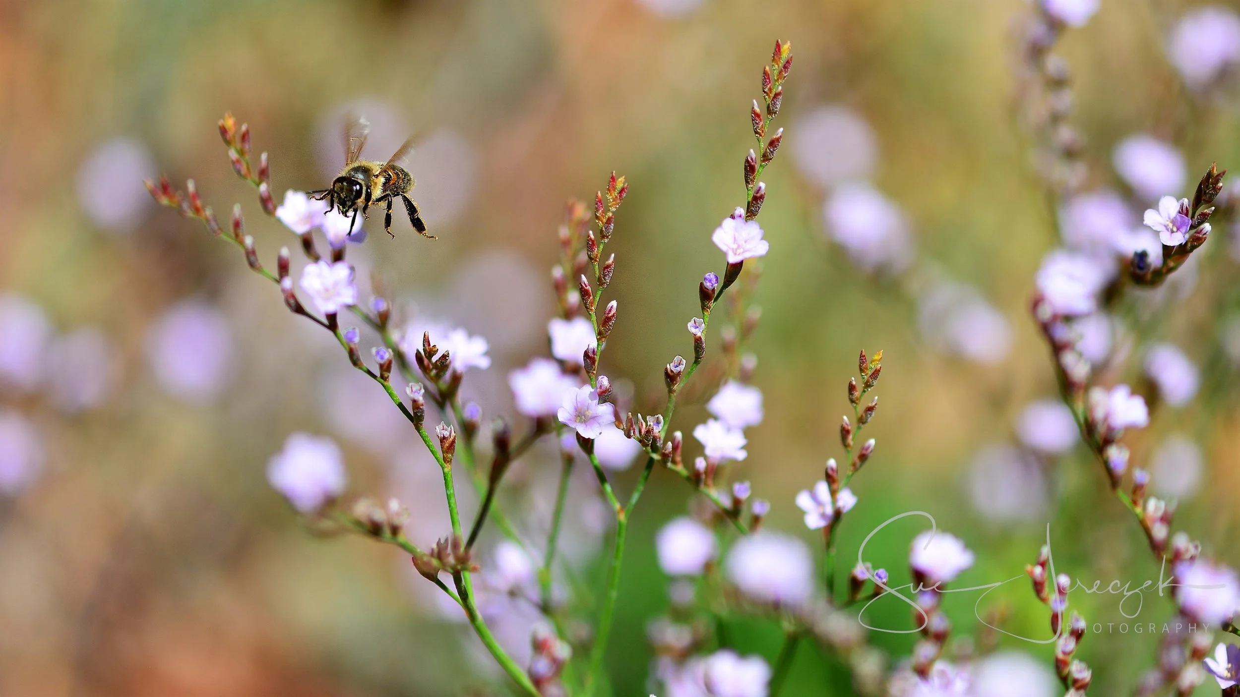SDJ_6238 - 2018-06-15 at 11-32-55.jpg