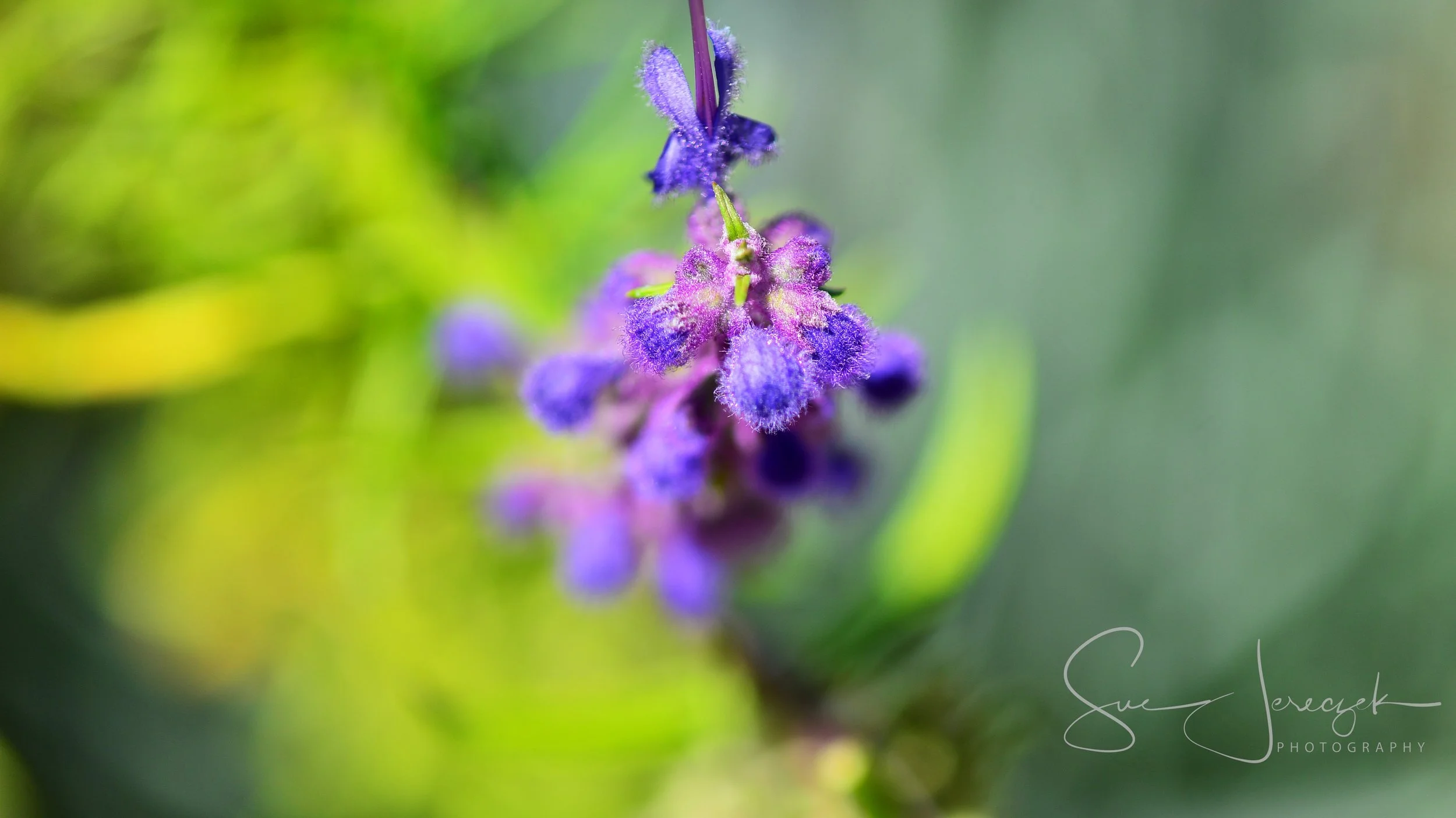 SDJ_6281 - 2018-06-15 at 11-41-21.jpg