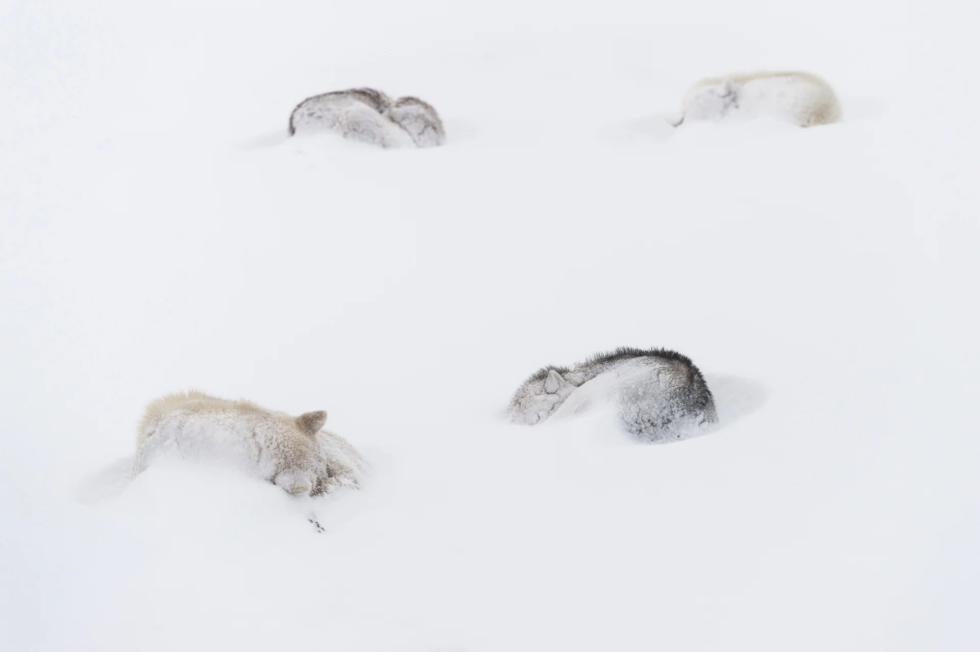 23.Defibaugh_Greenland_Illorsuit_c_3_53.jpg