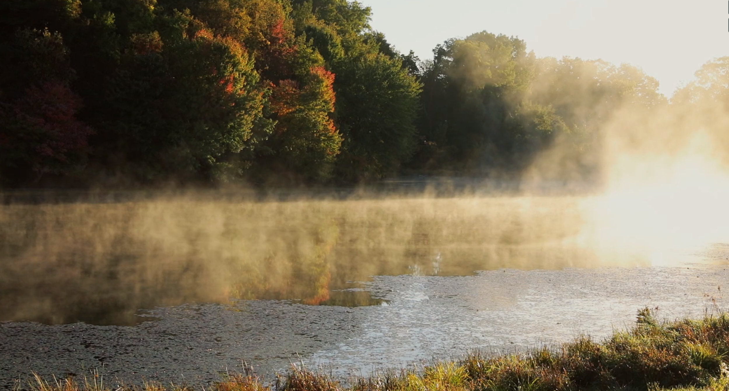 vimeo no video better.PNG