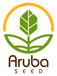 Aruba Seed