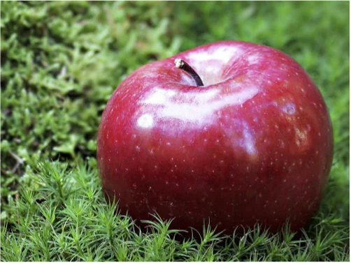 healthcare apple.jpg