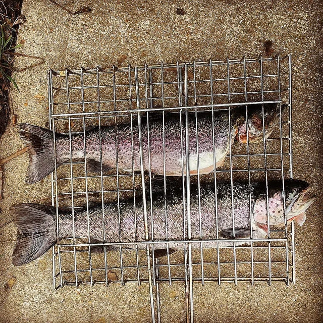 Keiryu-caught stocked rainbows getting ready to become "shore lunch"