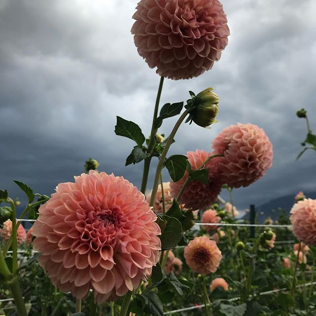 I&rsquo;m hopeful that the cold front/storm that is rolling through here over the next few days won&rsquo;t damage the dahlias too much.  I don&rsquo;t think it will freeze, but the 30s tend to damage the dahlias.
There are lots ordered for the next 