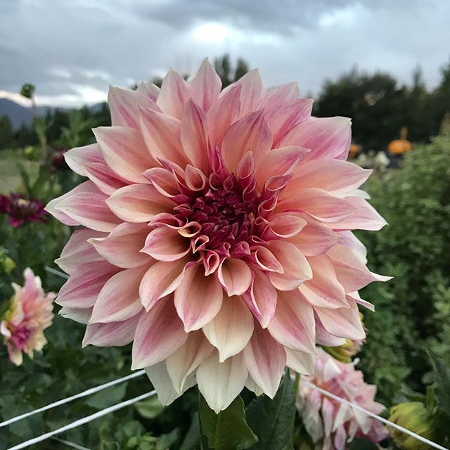Cafe au Lait Royal isn&rsquo;t as popular with the designer florists.  Too pink, too much variegation, not &ldquo;blush&rdquo; enough, but that won&rsquo;t stop me from growing this lovely thing!
#cafeaulait #dahlias #utahflowerfarm
.
.
.
.
.
.
.
.
.