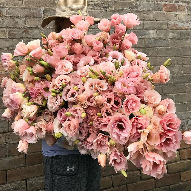 Sold out for the season, but Arena Apricot #lisianthus are a showstopper and work in either the peach/apricot or blush palette.  One of my favorite varieties. 🌸🌸🌸🌸
#poppinblossoms #utahflowerfarm #utahflorist
.
.
.
.
.
.
.
.
.
.
.
.
.
.
.
#utahgr