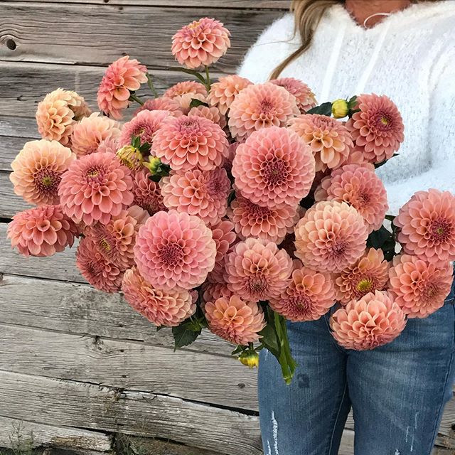 The season has come to an end, and as other farmers have expressed, it&rsquo;s bittersweet; but trying to manage dahlia season and my husband&rsquo;s accident has been exhausting&mdash;he is doing much better.  I will miss the beauty of fresh cut flo