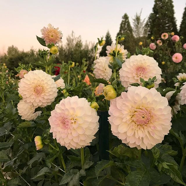 It&rsquo;s time to decide which dahlias to keep, which varieties to toss and which varieties I want to add to the mix.  The dahlia pictured is Lakeview Premier.  She&rsquo;s another one that I think is just beautiful, but there&rsquo;s not much deman
