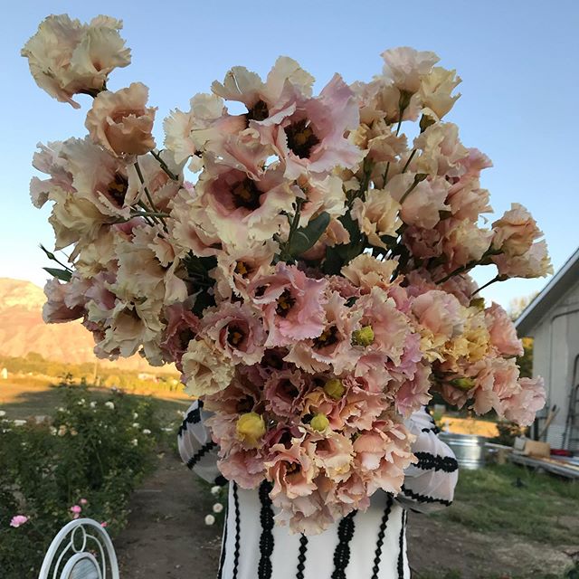Photo was taken a couple of weeks ago.  This bundle is several different varieties of Lisi.  We cut every possible stem that we could, and cobbled together some complimentary bundles to fill an order.  The stems were aged and antiques and faded, but 
