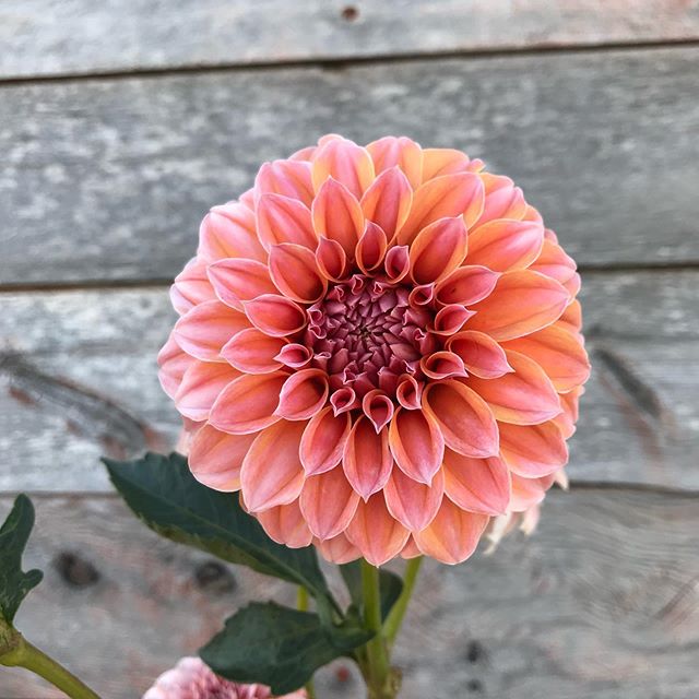 Peaches-n-cream, last week, being a little funky with her colors because of the  cold. It&rsquo;s always interesting to me to watch the dahlias transform, as the season winds down.🌸🌸🌸🌸🌸
#dahlias #utahflowerfarm #utahgrown .
.
.
.
.
.
.
.
.
.
.
.