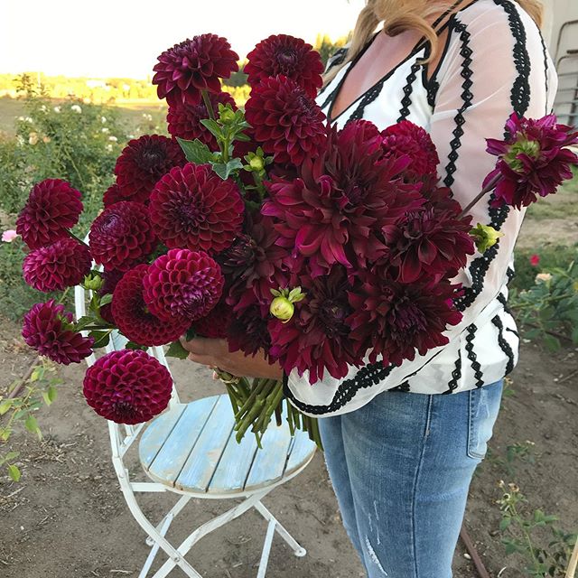 I think the &ldquo;best&rdquo; burgundy dahlia is somewhat subjective and illusive.  They are too red or too plum or even too chocolate.  This armload is a mixture of all three.  I think, when you blend them together, they all work, but then again, I