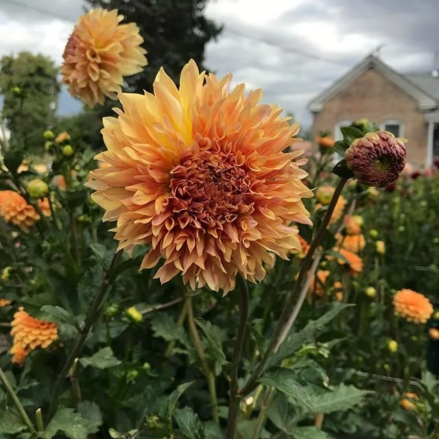 The past eight months have been a bit of a blur, and I must say, since my husbands accident in September, flowers and farming have shifted to the back of my mind&mdash;you might have noticed 😉; but it&rsquo;s time to bring them back front and center