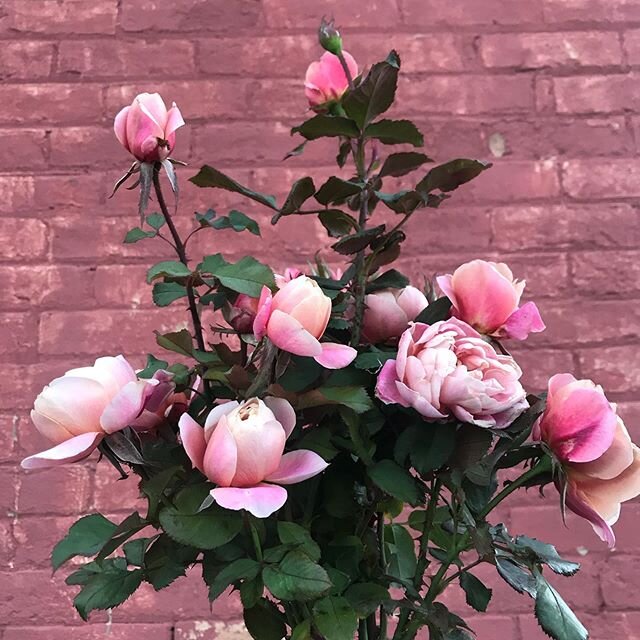 I have been adding roses to the mix for a few years now, and while the collection is starting to be decent, I have to dig them all up and move them to the new farm.  However, I&rsquo;m planning on waiting to move them til after their first flush.
🌸 