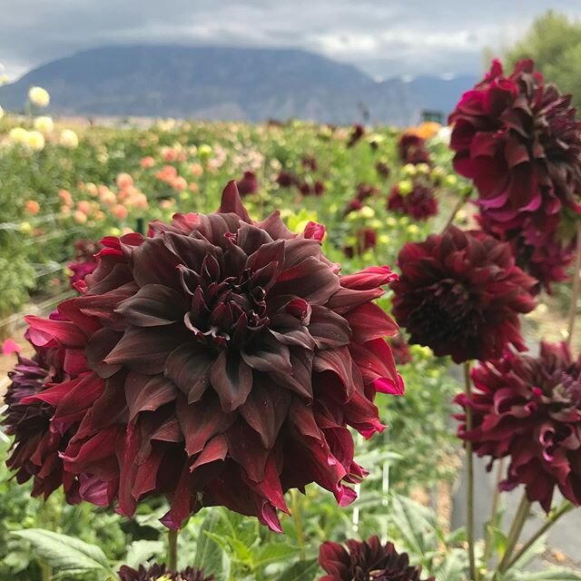 Tuber dividing is in full swing, and all I can say is, it definitely gives me pause to wonder if I really want to grow so many of these lovelies.  But, who am I kidding?  Of course I do!
#dahlia in the forefront is Rip City.
#utahgrown #utahflowerfar