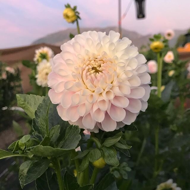 Snoho Sonia&mdash;Busy, busy dividing tubers today.
Going live in just a bit with tuber dividing
🌸 🌸 🌸 🌸 🌸 🌸 🌸
#dahlias #utahflowerfarm #utahgrown
.
.
.
.
.
.
.
.
.
.
.
.
#utahflorist #utahflowerfarmer #makeutahbloom #utahflowers #poppinblosso