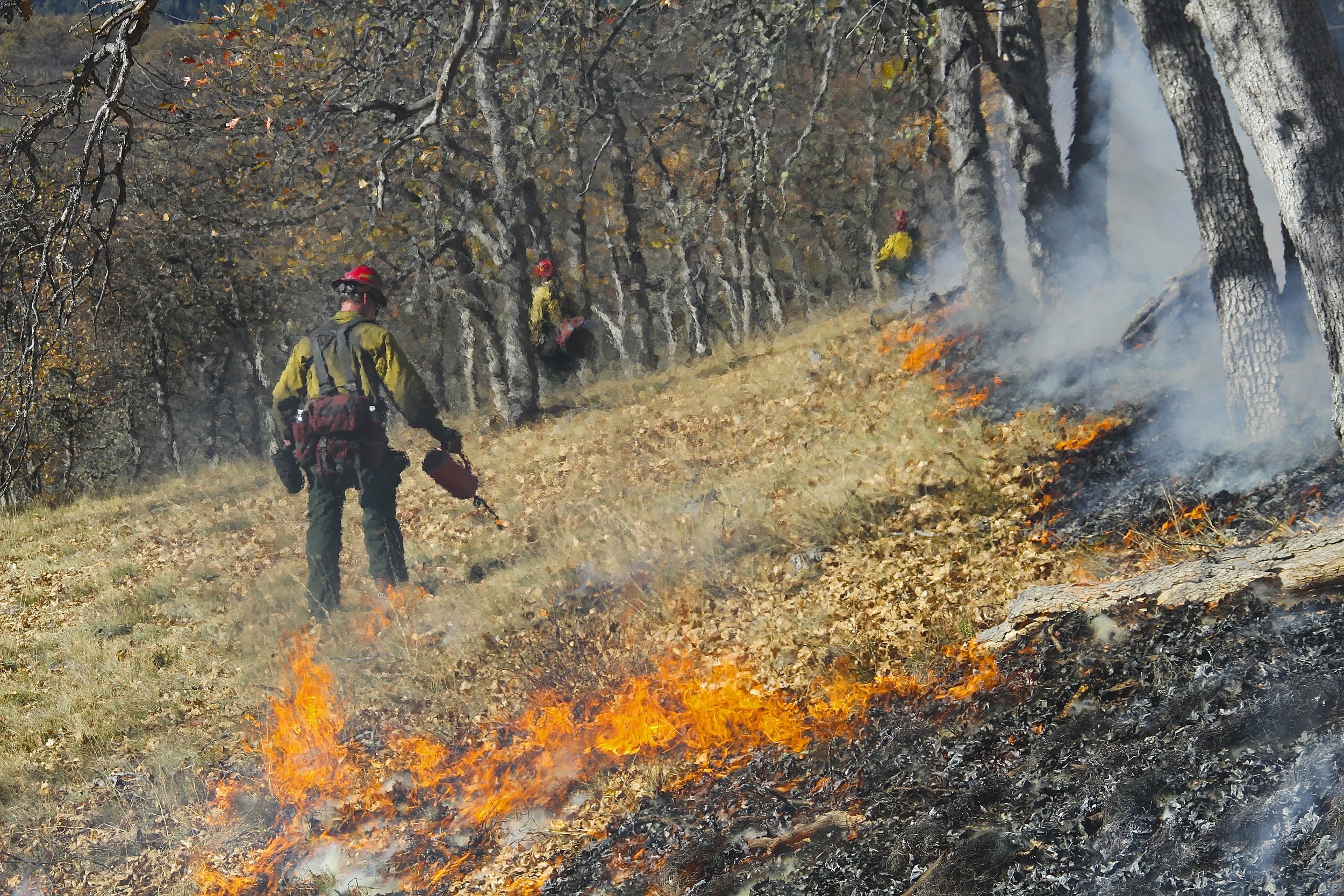 Oak Restoration Burn