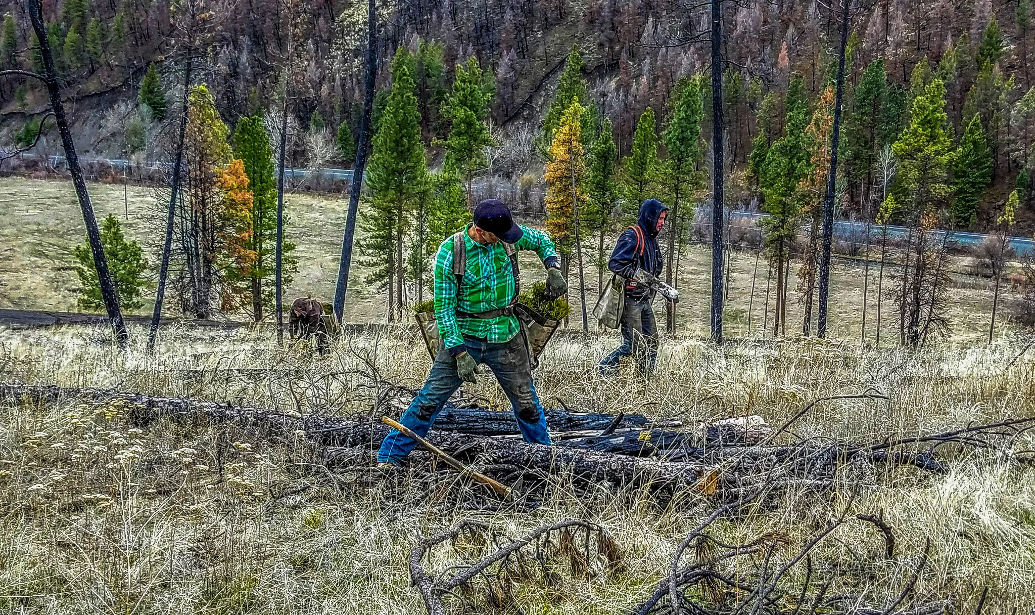 Restoration & Forest Management — Grayback Forestry