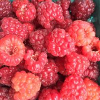 Red Raspberries.jpg
