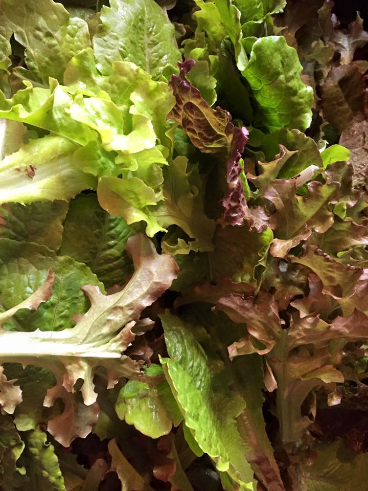 salad mix 2.jpg
