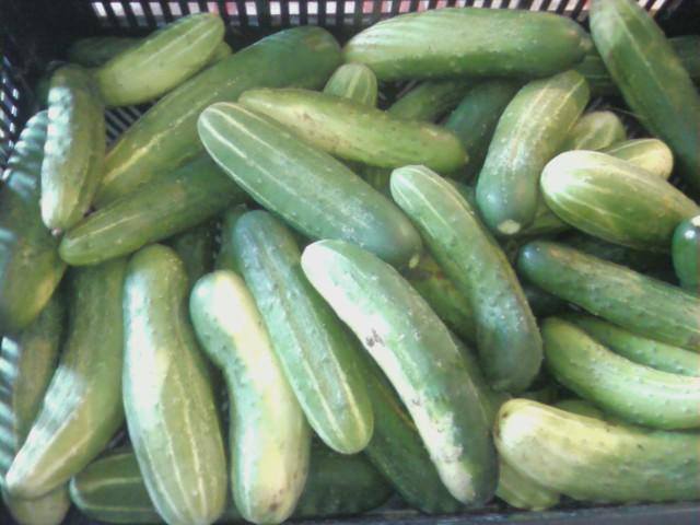 cucumbers.jpg