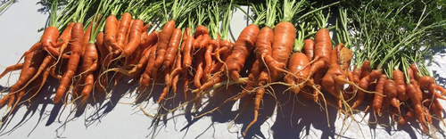 carrots-pile.jpg