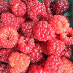 Red-Raspberries-pile-close.jpg