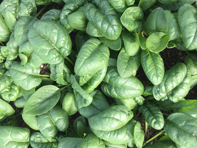 spinach-close-up-in-garden.jpg
