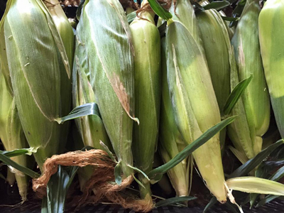 corn-pile-in-husk.jpg