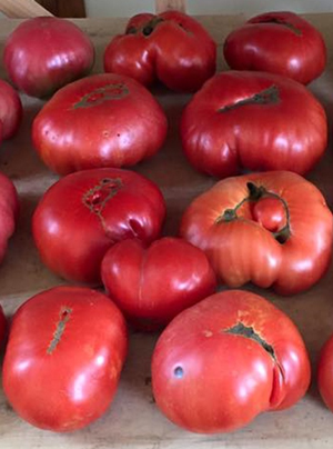 beefsteak-display.jpg