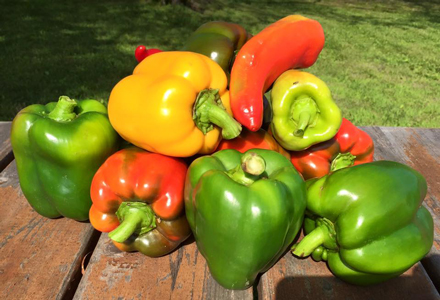 peppers-2-on-picnic-table-p.jpg