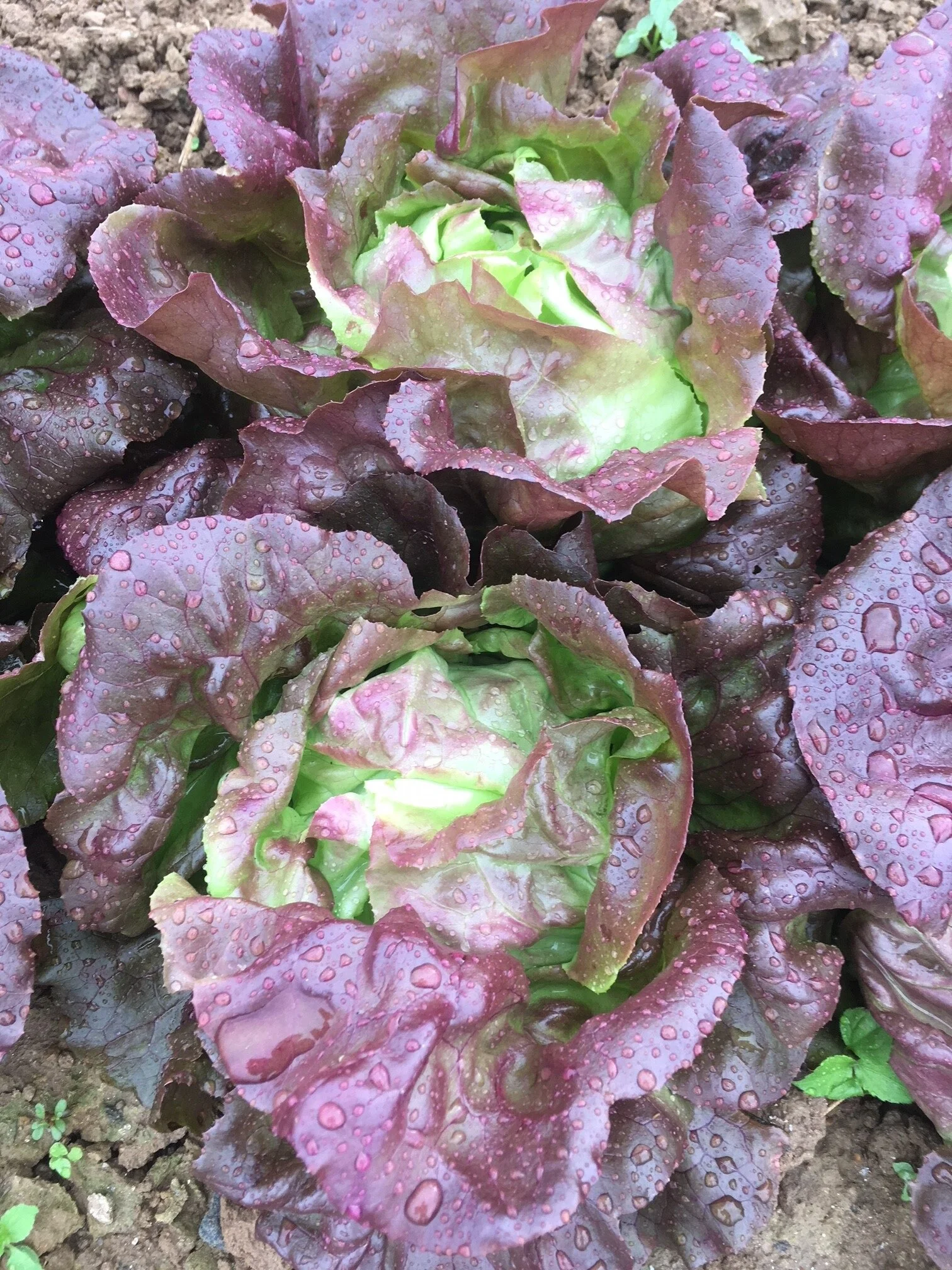 Red Buttercrunch.JPG