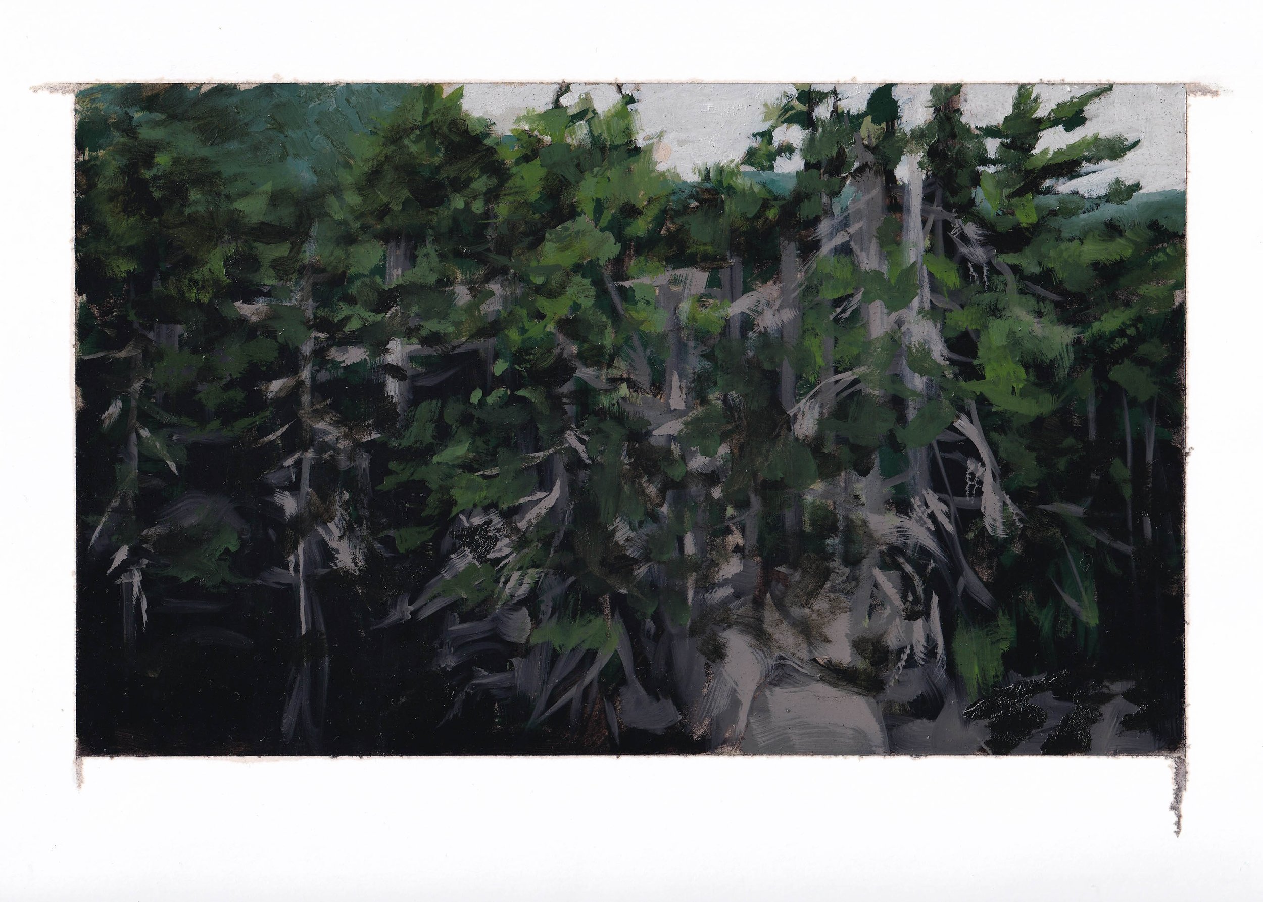  dying pines along the river II - 9” x 12” - 2022 - charcoal, amber shellac, and oil paint on paper 