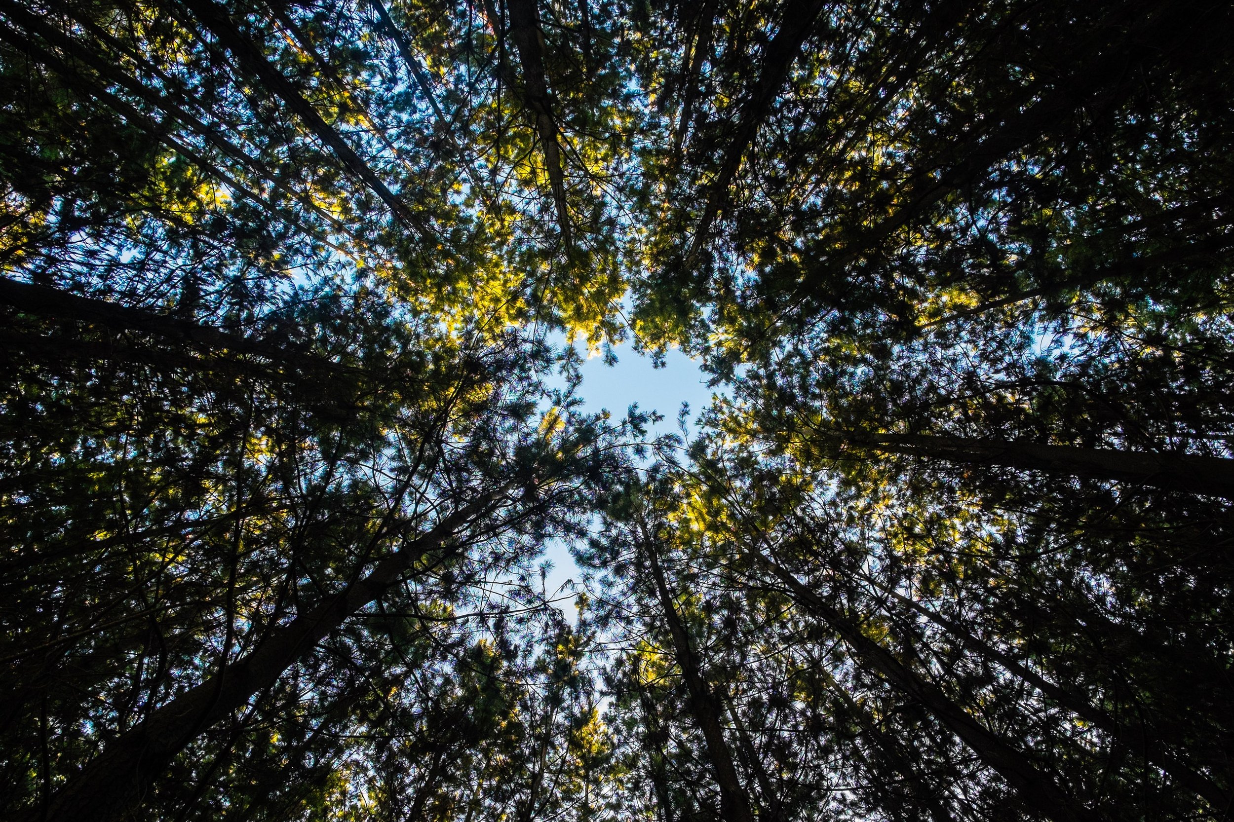 trees.jpeg