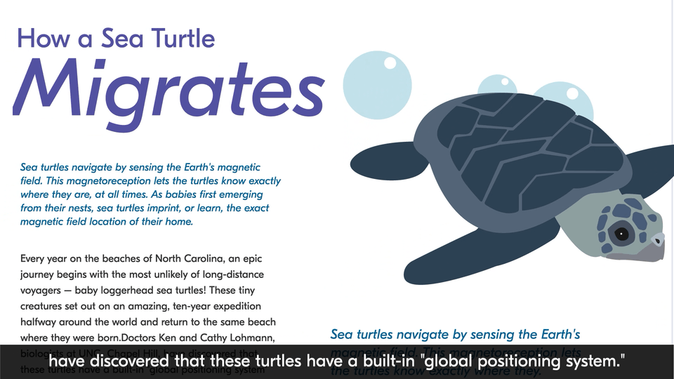Transition from turtle image on magazine to an actual turtle