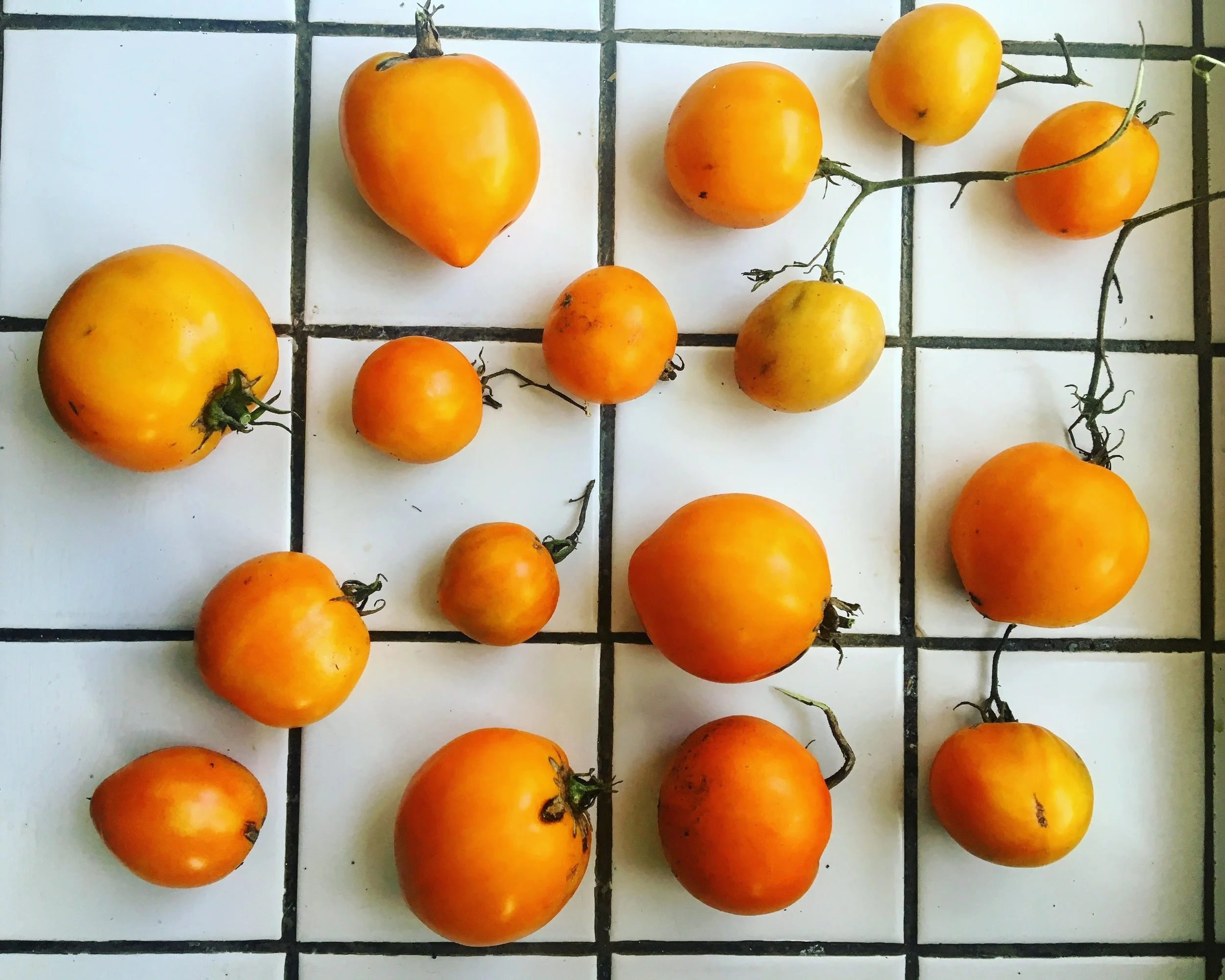 Pineapple Tomatoes - Year 2 