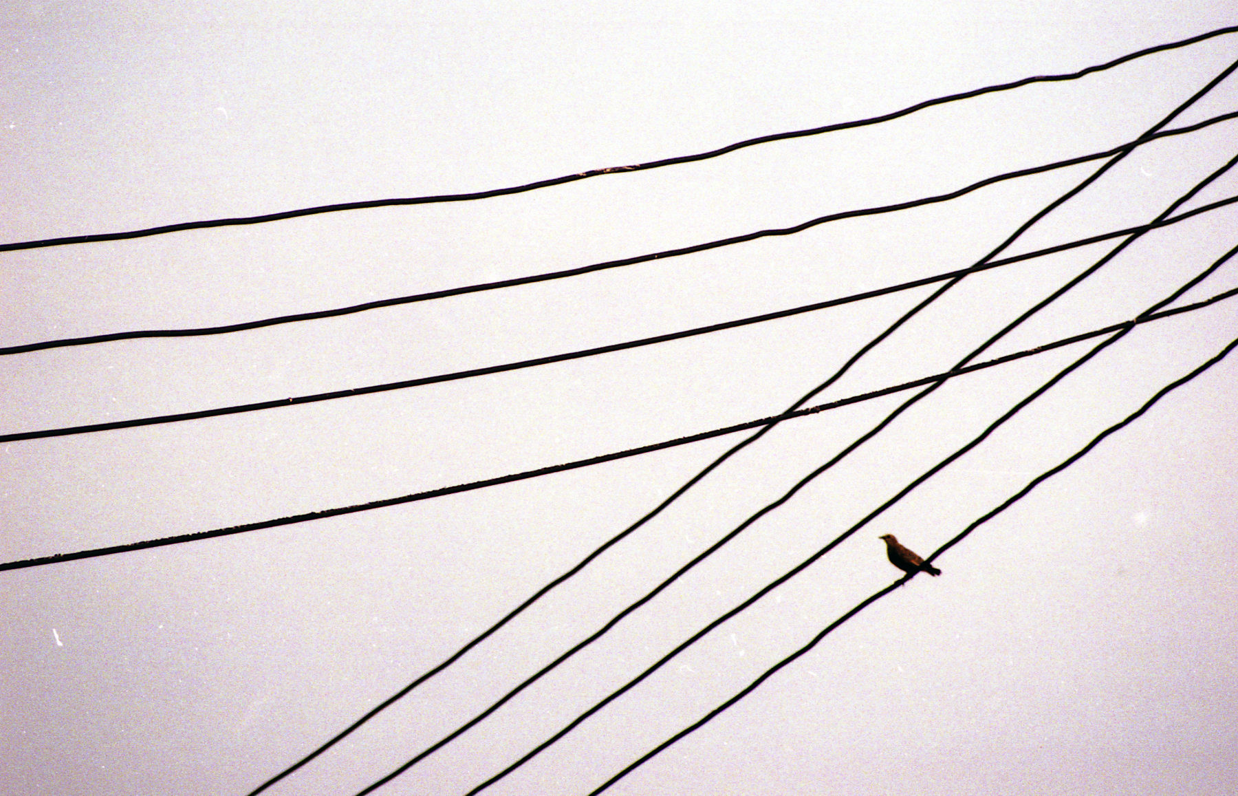 Bird on wires