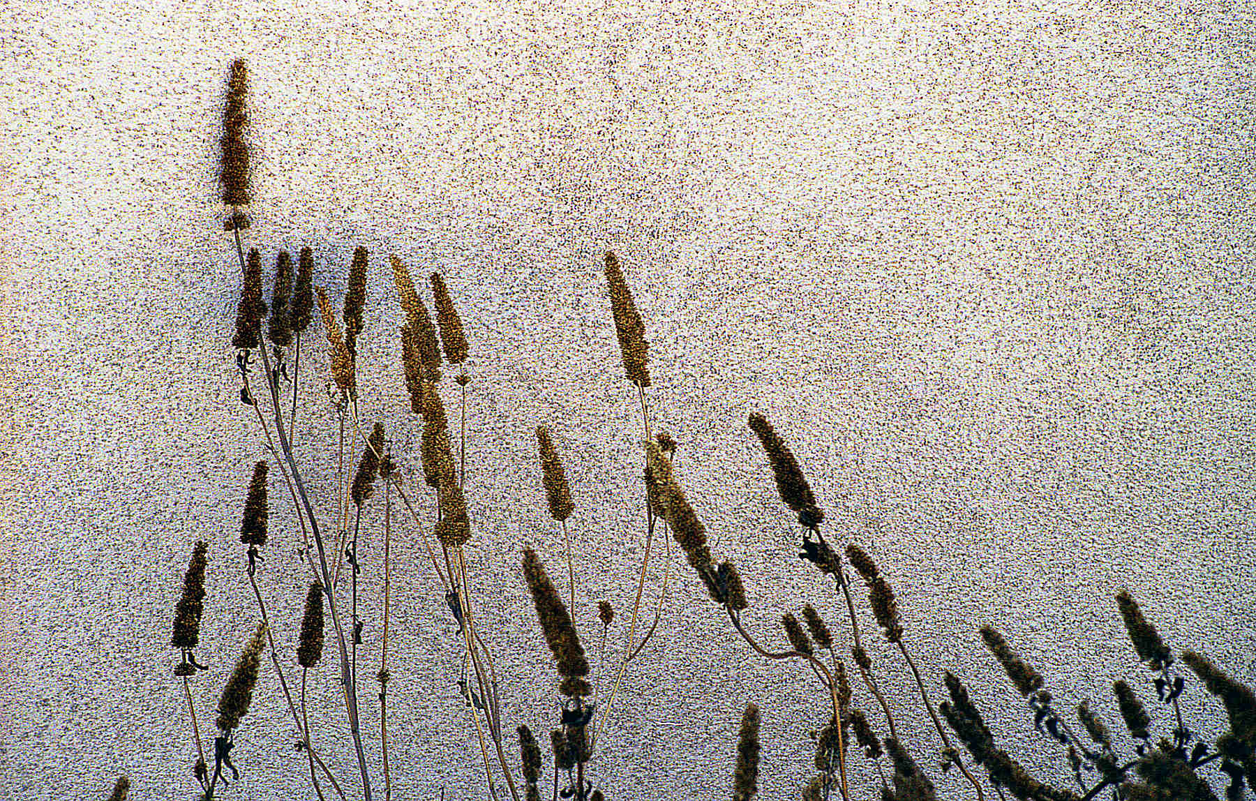 Ferns on building