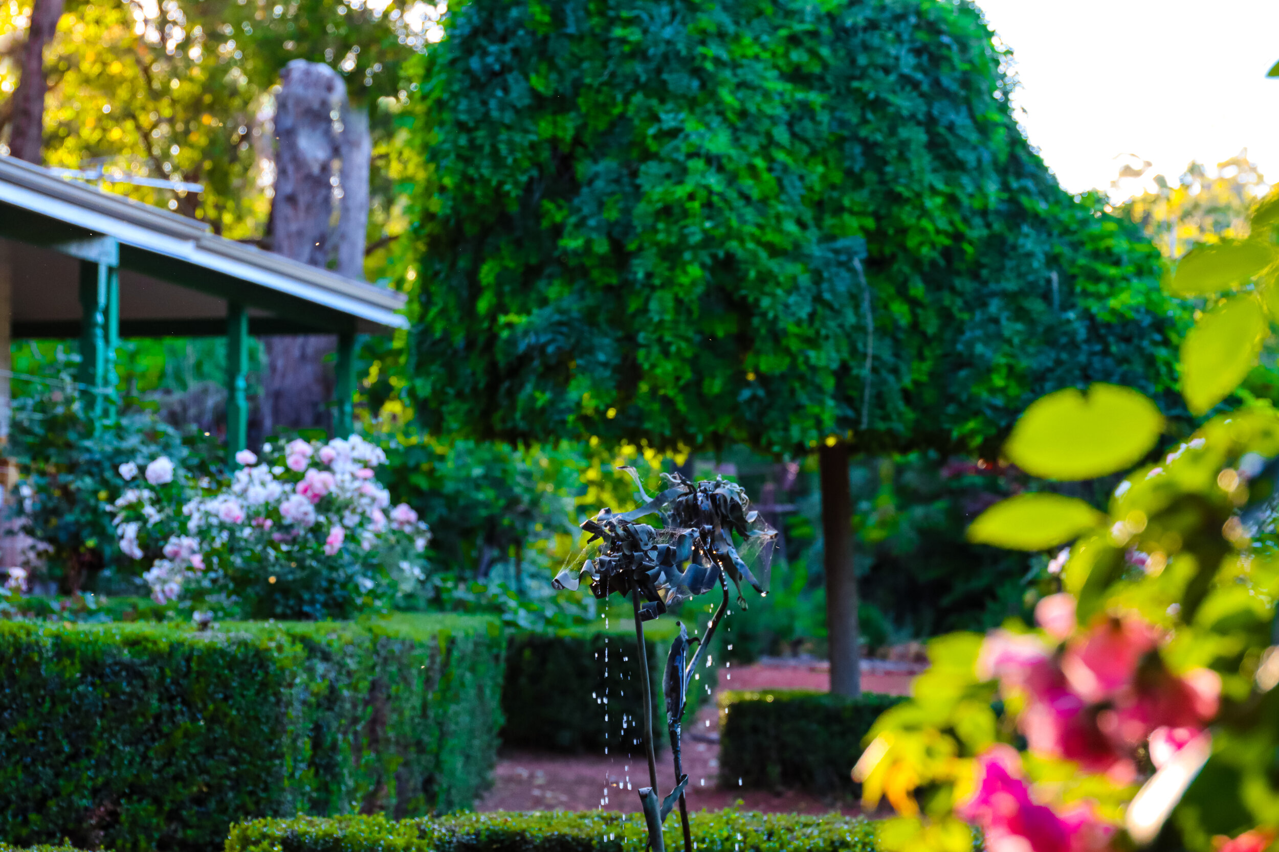 front rose garden.JPG