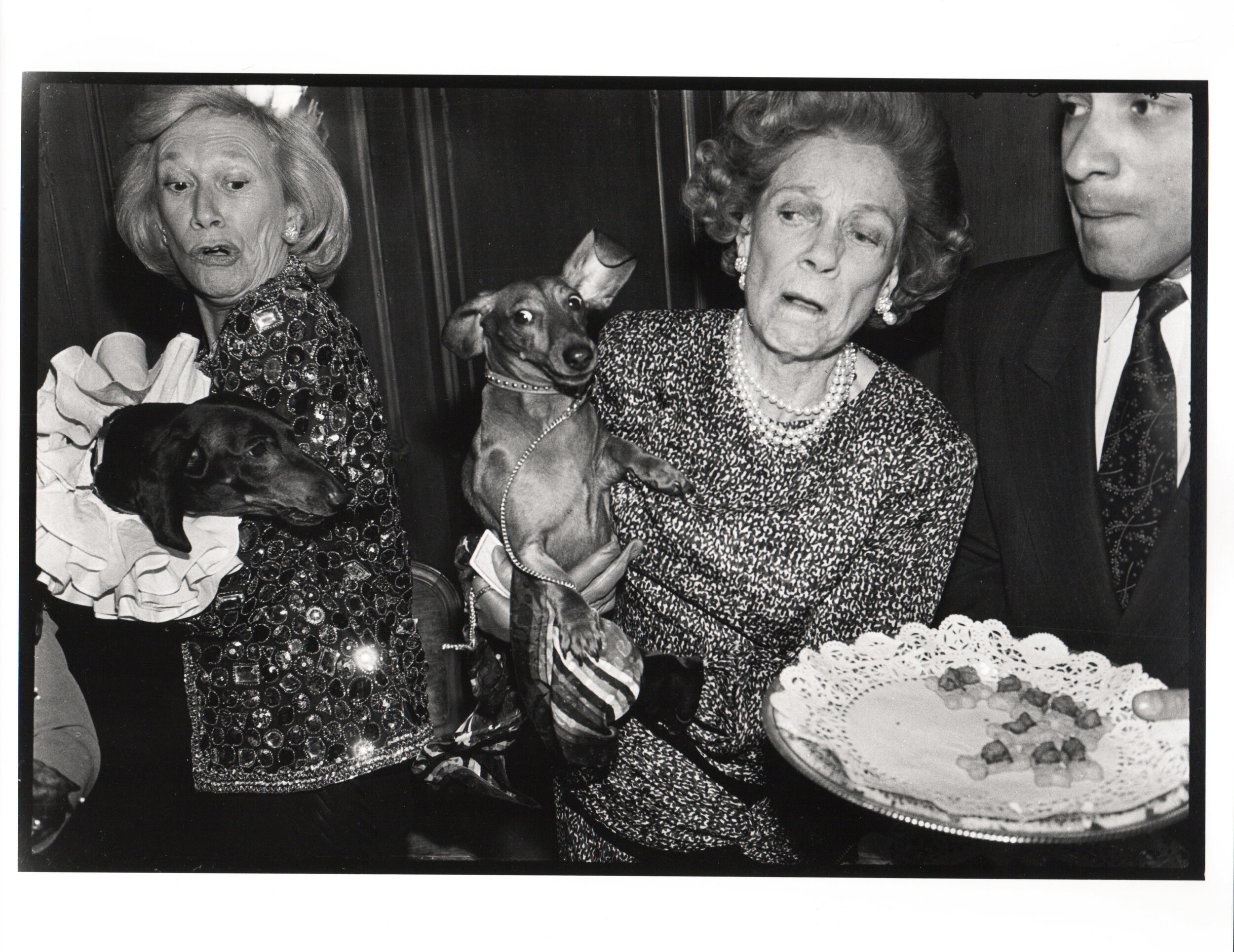 Dachshunds fighting over canapes, ris Love and Brooke Astor with Just Desserts and Dolly Astor at a Dachund party. Barbetta. Manhattan.jpg