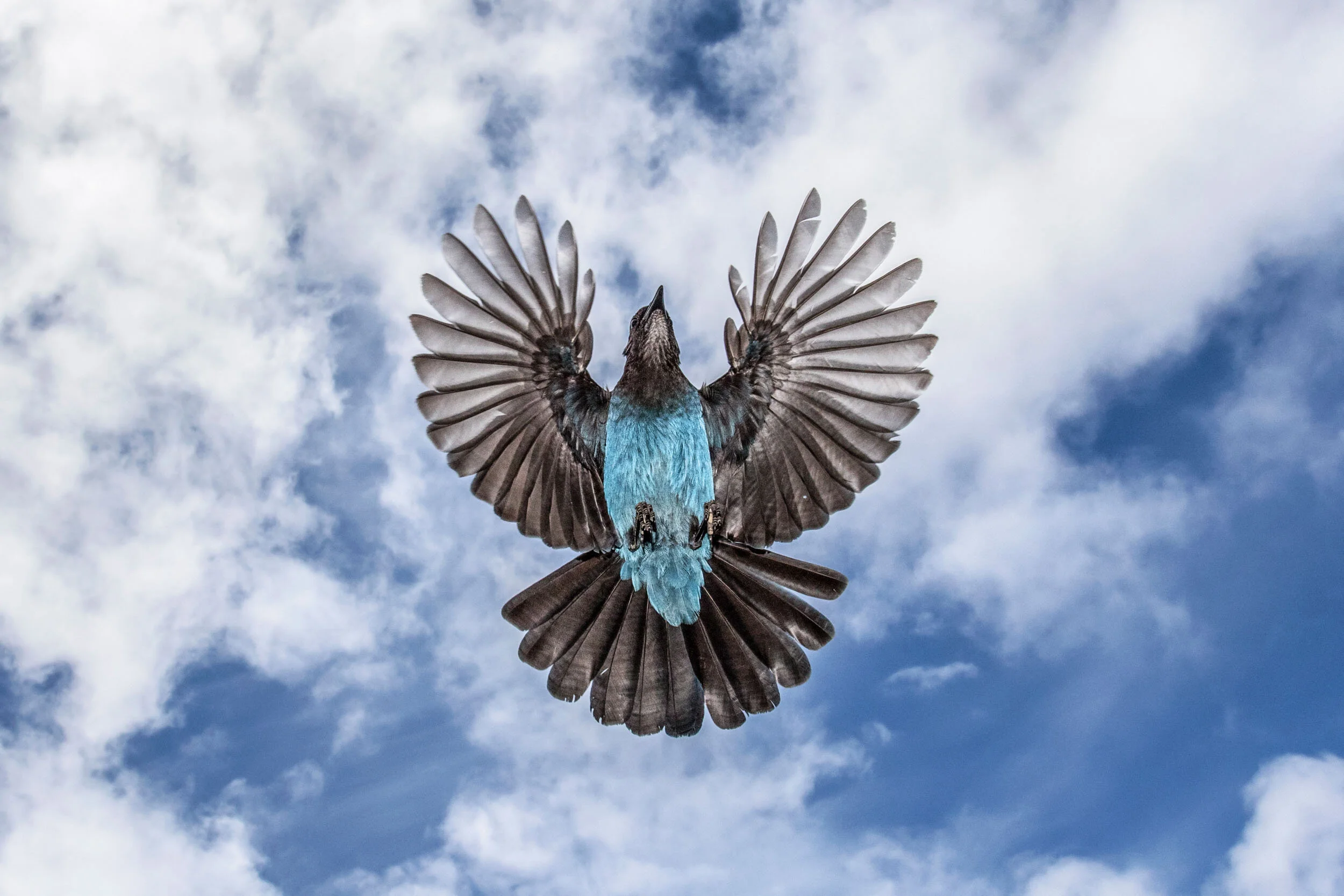 Steller Skies.jpg