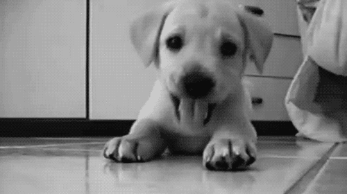 black and white puppy.gif