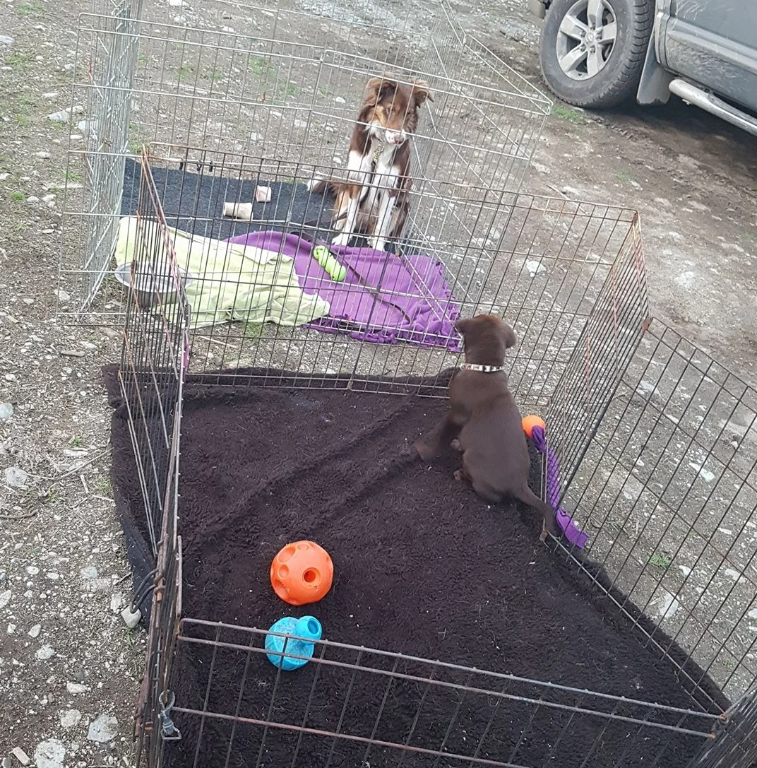 Puppies learning, its not always play time. Calmness in your boundary at home is a foundation.