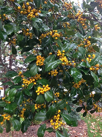 yellow-fruited american holly.jpg