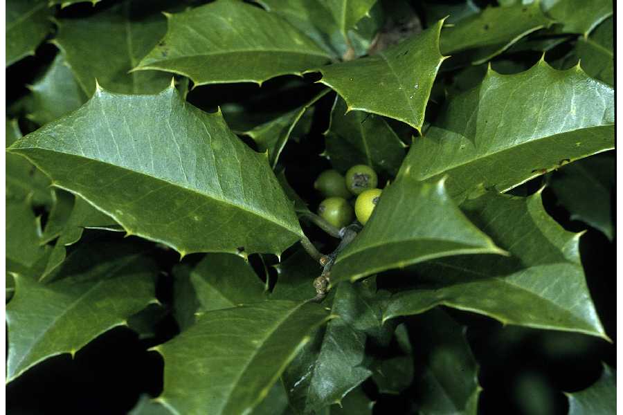 25 graines fraîches de Houx Holly tree seeds harvested 2021 Ilex aquifolium 